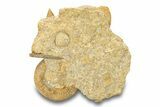 Fossil Ammonite, Belemnite & Gastropod Cluster - Fresney, France #279308-6